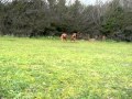 Walking the dogs in Cornwall - Teletext Holidays TV Star Competition