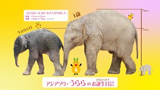 【東山動植物園公式】アジアゾウ うらら 1歳おめでとう ：アジアゾウの赤ちゃん成長記（41）《 アジアゾウ　ゾウ 》