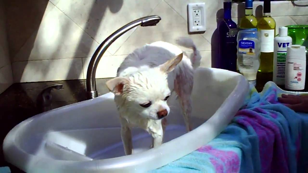 The Chihuahua shakes off water