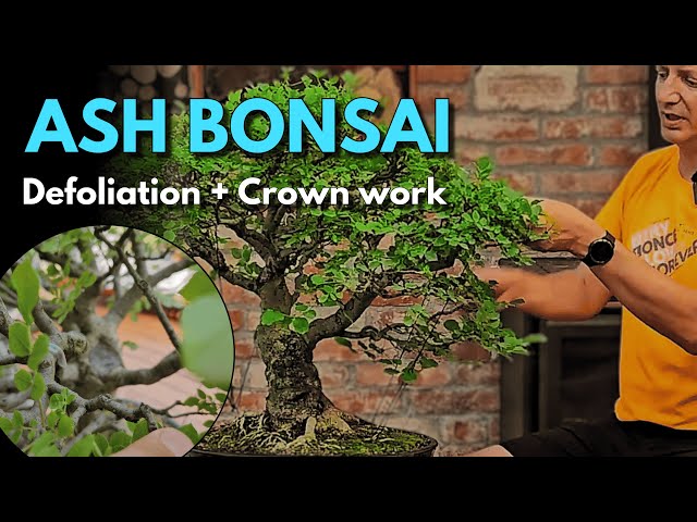 Ash Bonsai Refinement  Partial Defoliation & Crown Reshaping (Plus Field  Elm First Styling) - YouTube