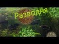 Что нового на разводне