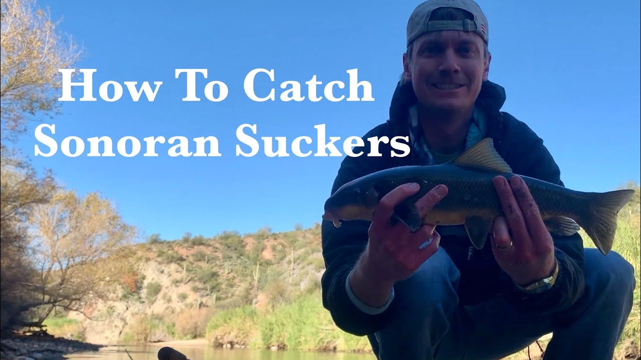 How to Catch Sonoran Suckers.