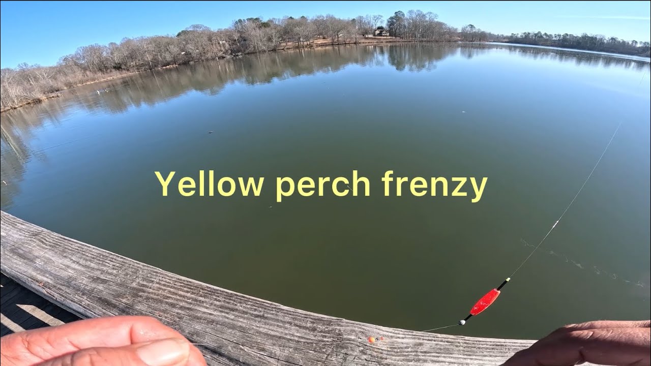 Yellow Perch Frenzy 