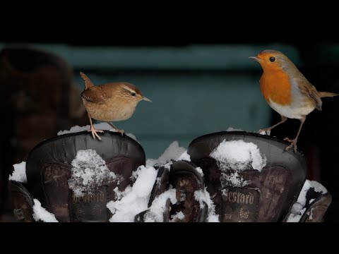 Video: What To Feed Winter Robins – Caring For Robins In My Garden Through Winter