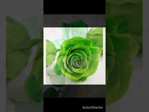 Video: Violet Green Rose: photo and description