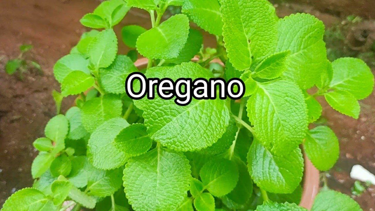 How To Grow Oregano Plant Herbal Plant Karpooravalli Golden House In how-to-grow-oregano-plant-herbal-plant-karpooravalli-golden-house-in