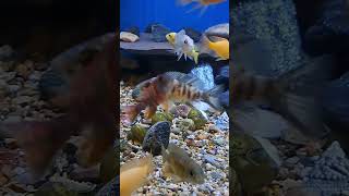 relaxing #viralvideo #viralshorts #africancichlids #fish #aquarium #cichlid #africancichlids