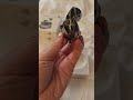 🎧 realme Buds Air 6 Pro unpacking #shorts #realme