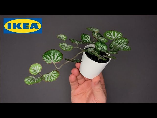 calathea white fusion kaufen Calathea White Miracle  Kontrastreiches Wei  Monjungle