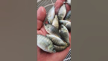 trại cá giống sơn phát Cà mau chuyên cung cấp đầy đủ các loại cá giống ai cần alo e ạ 0372076731 sơn