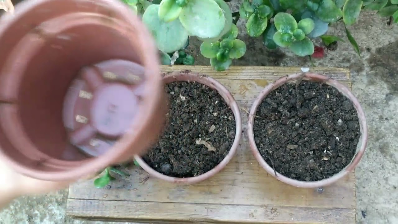 نبتة الحظ او المال او الكراسولا طريقة الغرس والاكثار وكل شيء هنها خليكم للاخر #احلى