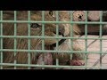 猛獣のお食事タイム (茶臼山動物園) 2018年4月15日