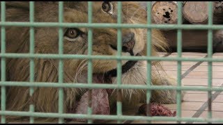 Carnivore Feeding time (Nagano City Chausuyama Zoo, Nagano, Japan) April 15, 2018