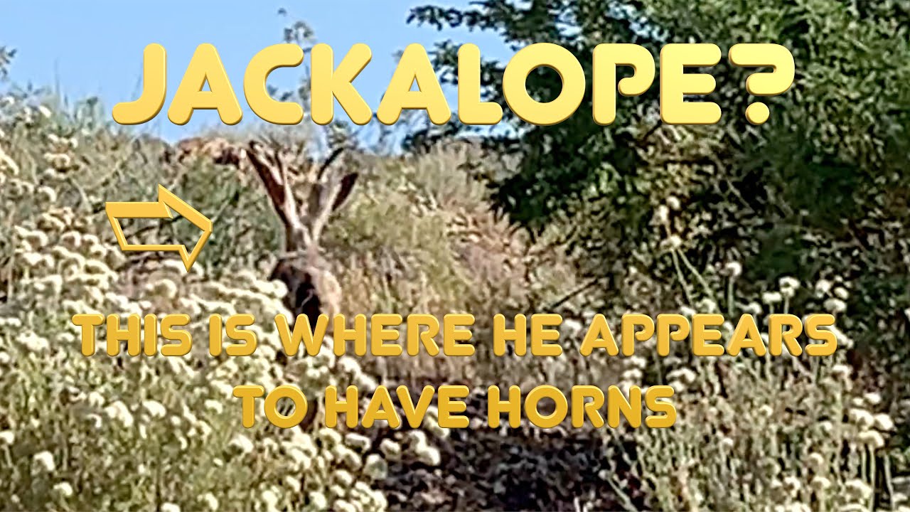 COULD I HAVE CAPTURED  A REAL LIFE JACKALOPE ON VIDEO?