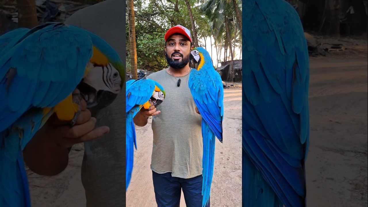 Bolivian Blue & Gold Macaw Pair | 