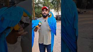 Bolivian Blue & Gold Macaw Pair | #Macaw #Pair - #India | #ShaikhTanveer #ExoticPets