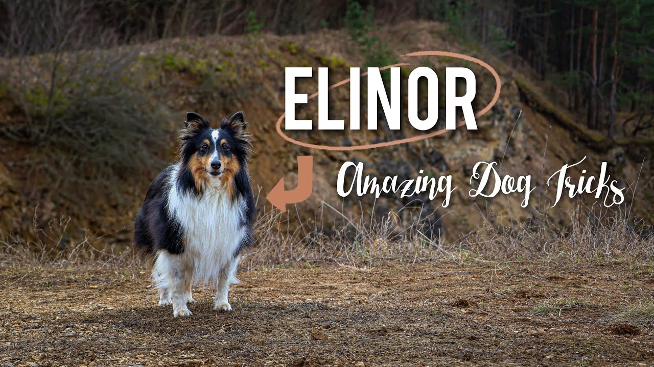 Amazing Dog Tricks by sheltie Elinor (5 years)