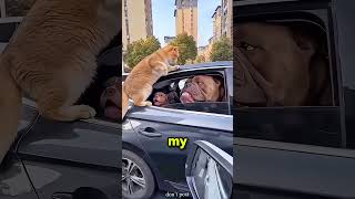 The dog's mom is huge!😱