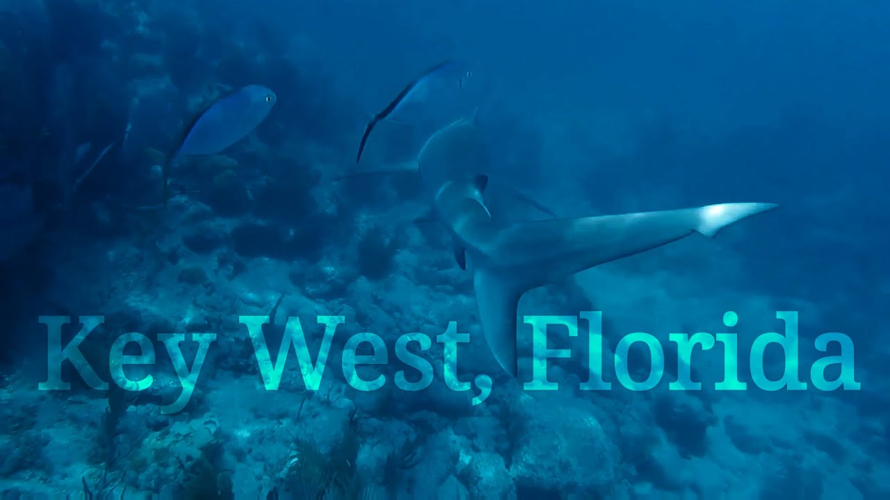 Key West, Florida Snorkeling with sharks /re edit YouTube