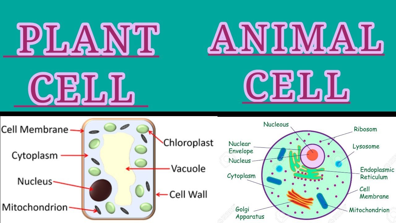 Differences between Animal and Plant cell