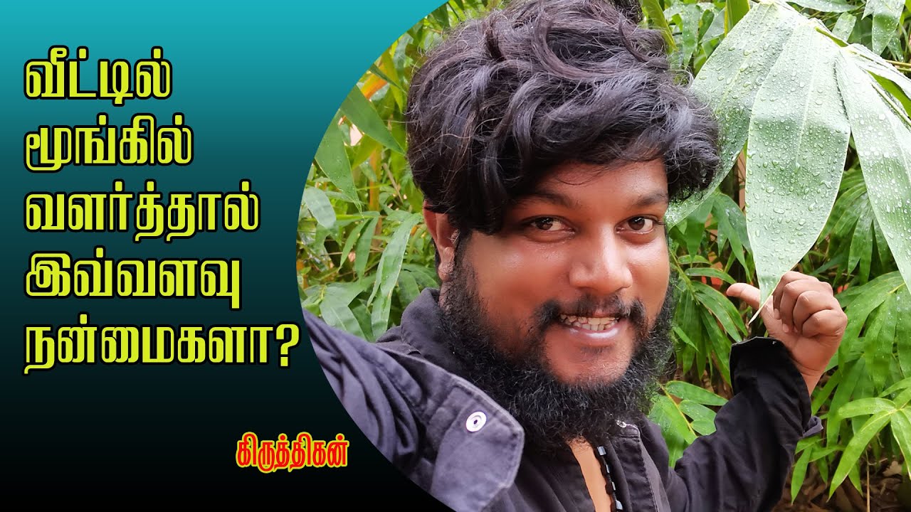 Bamboo Plant Tamil மூங்கில் மரம் வளர்ப்பது எப்படி? Home Garden