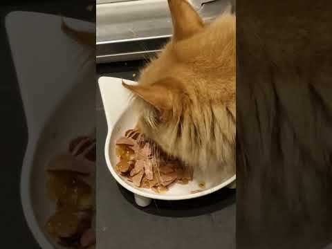 Daphne the Cat's 5th birthday meal eating time from her landmark 5th birthday on the 31st March 2026