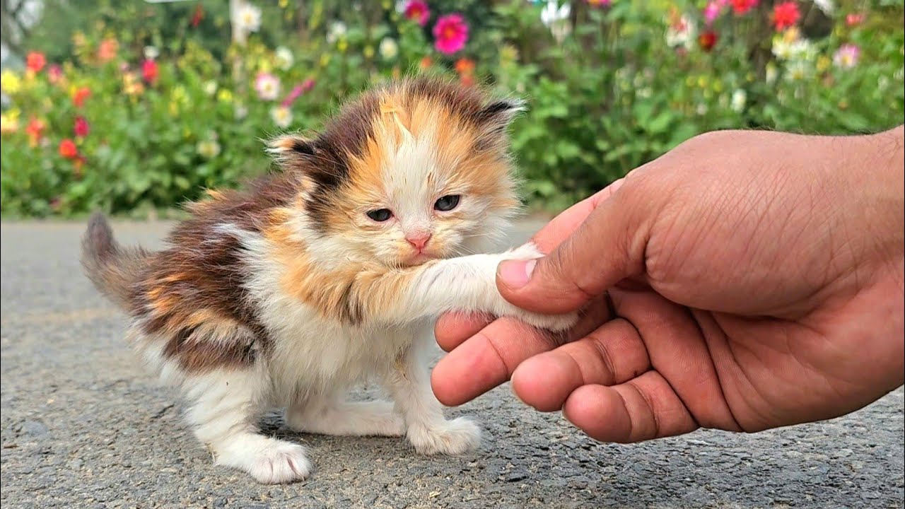 An Abandoned Kitten Grabbed My Hand, Asking to Taken her Home… Because Someone Want to End Her Life.