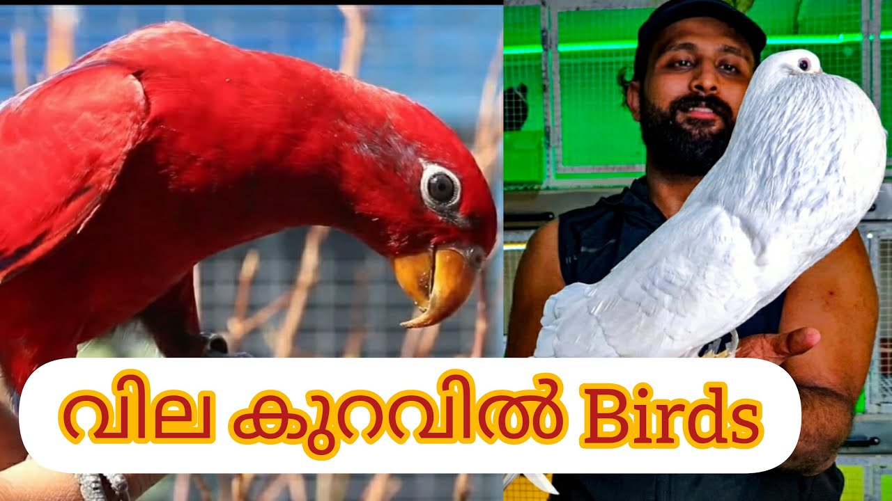 Real Price Of Pets ?😱||നിങ്ങൾ പറ്റിക്കപ്പെടുന്നുണ്ടോ?||കേരളത്തിൽ ഏറ്റവും വിലക്കുറവിന് Birds