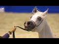 N 154 EXCALIBUR EA   Dubai Arabian Horse Show 2020   Stallions 7 9 Years Old Class 13