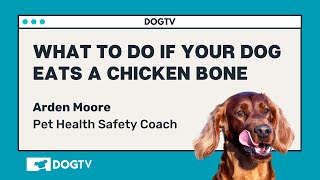 What To Do If Your Dog Eats A Chicken Bone