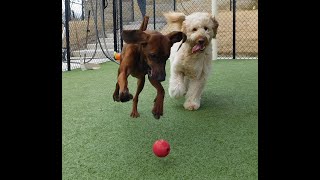 ACE DAYCARE PAGE VIDEO