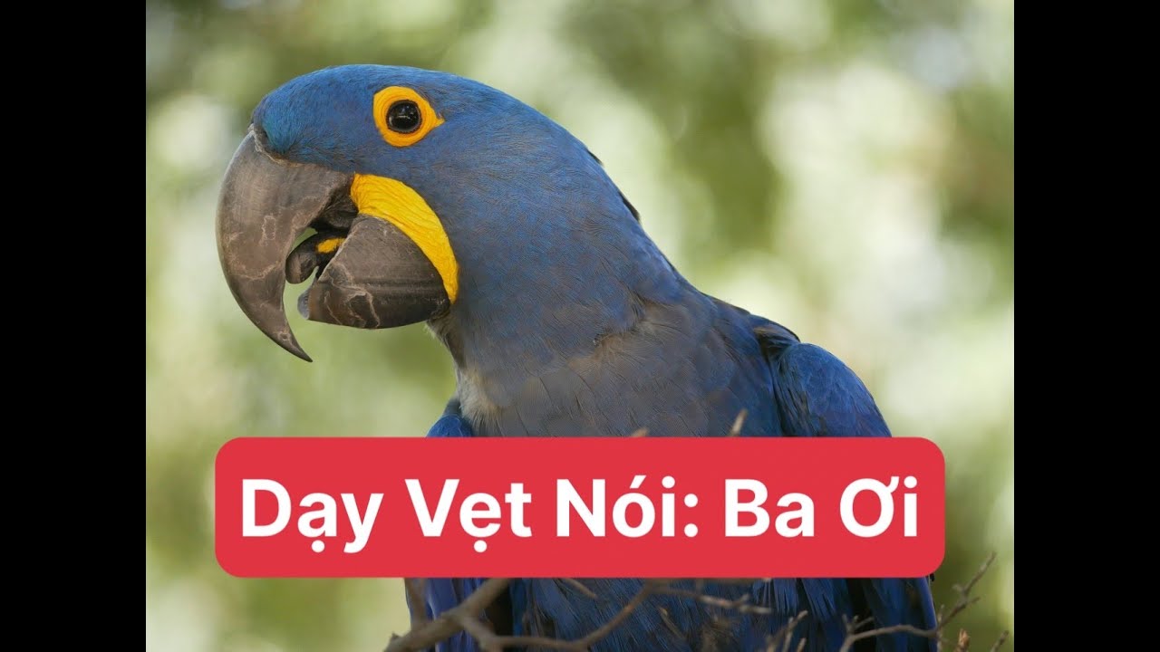 Dạy Vẹt Nói Ba Ơi