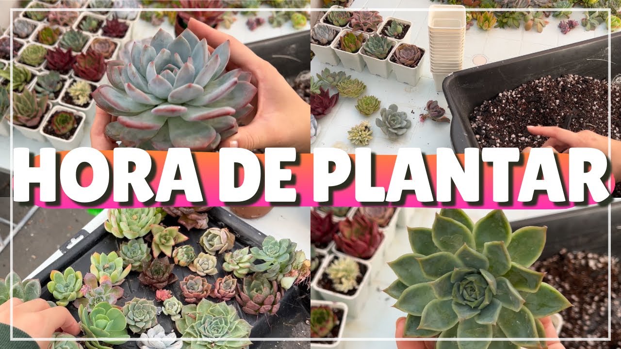 Plantando as suculentas no substrato novo