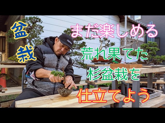完売　縁起木＊魔除け【今春2年生と3年生になりました！天然＊野生のもみの木さん】 Damaged] I've restored a cedar bonsai to a presentable state