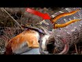 The Duiker was rescued by a stuck horn that pierced the Python's mouth | Wild Animals Attacks