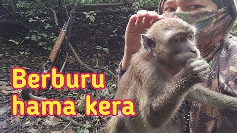 berburu kera ekor panjang