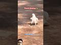 parrot dancing please like &amp; subscribe #birds #parrot #cute #unfrezzmyaccount #viralvideo #1million