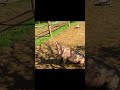 How to teach a pig to sit
