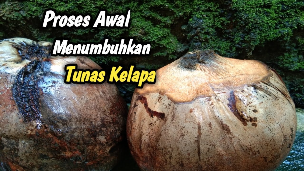 Cara Menumbuhkan Tunas Kelapa Di Tempat Yang Lembab YouTube