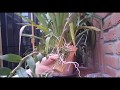 Как посадить орхидею дендробиум на блок. Мой вариант.