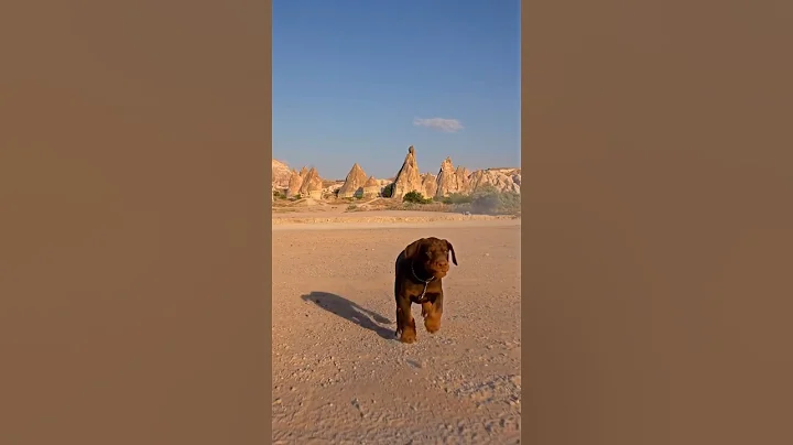 #doberman #dobermanlove #dog #hunterprogeny #hunter #puppies #erdemayazz #2023 #huntervitalscreen