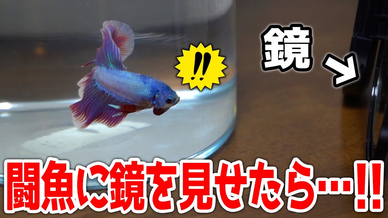 闘争心の強い魚に鏡を見せると Youtube