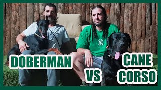 DOBERMAN vs CANE CORCO - KİM DAHA DAHA DAHA... #doberman #canecorso