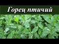 Лекарственные растения - горец птичий (спорыш)