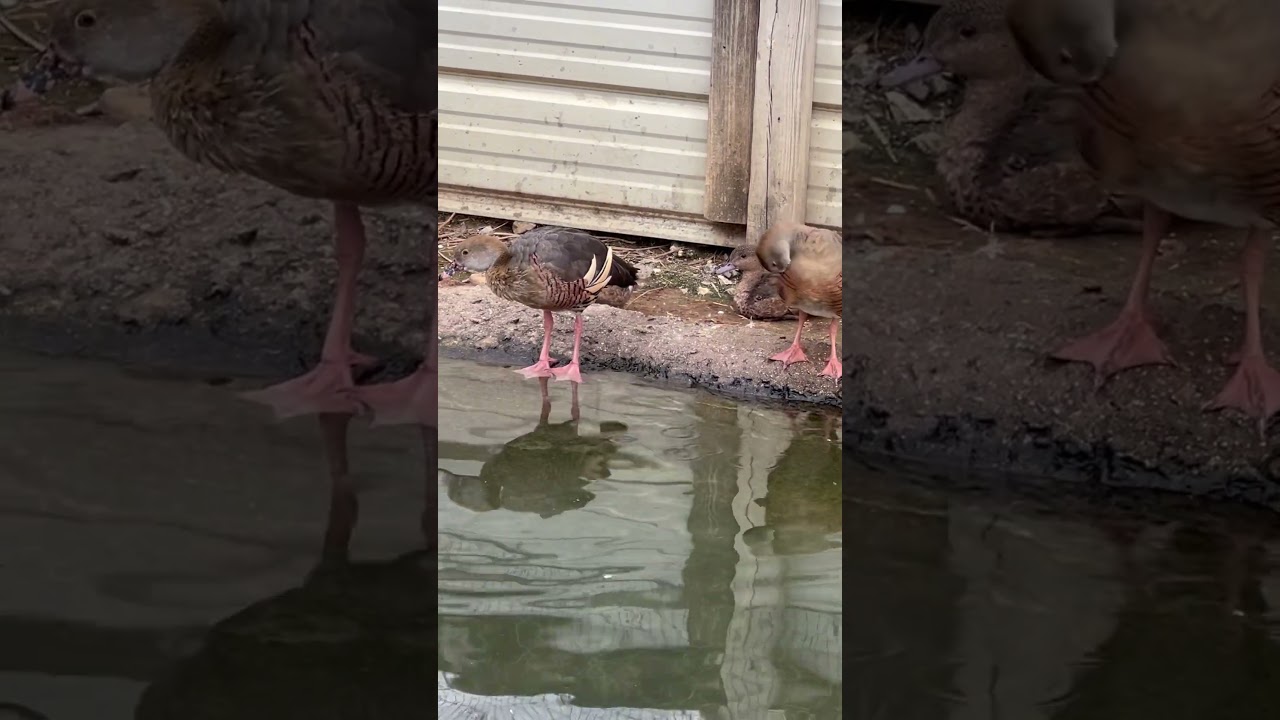 Eyton’s Tree Ducks