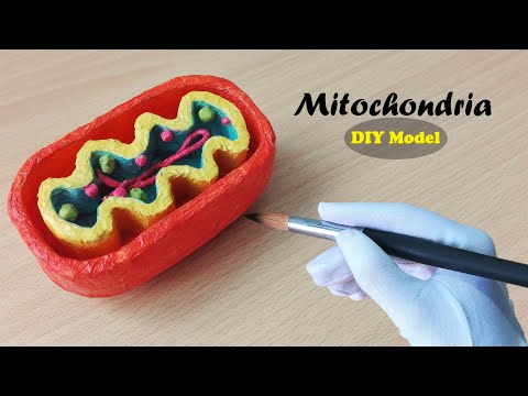 How to make Mitochondria Model | 3d Styrofoam carving