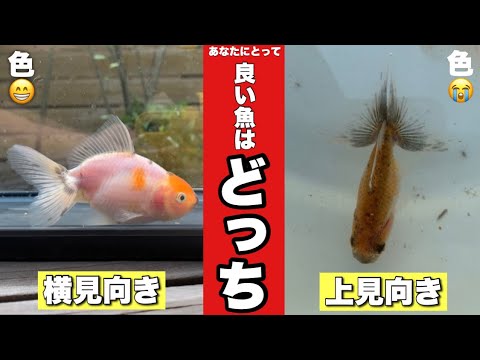 貴方が良いと思う金魚はどっち? Which goldfish do you like? Japanese traditional calicooranda 関東東錦 @peperia