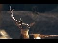 Олени: с рогами и без. Red deer with horns and without