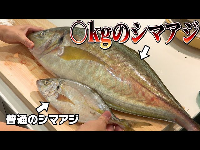【突然変異？】なんでこんな魚が存在するの？？買って捌いてみたら衝撃でした