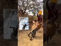 #africanvillagelife #animallife #animalkingdom #africa